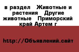  в раздел : Животные и растения » Другие животные . Приморский край,Артем г.